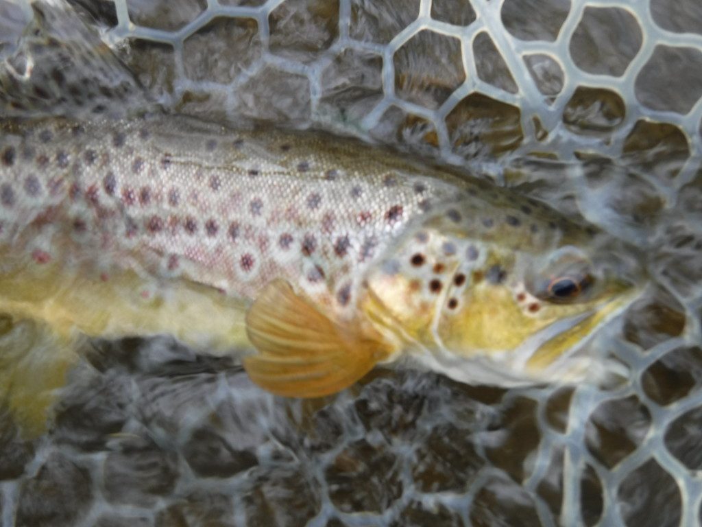 brown trout in net